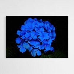 Tableau Hortensia Bleu