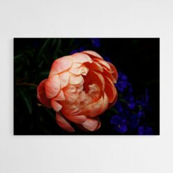 Tableau Pivoine