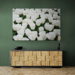 White tulip painting