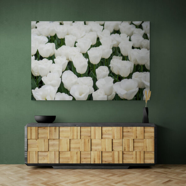 White tulip painting