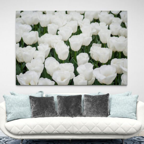 White tulip painting