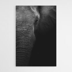 Tableau Photo elephant 1.jpg