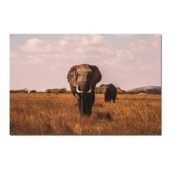 Toile elephant savane.jpg