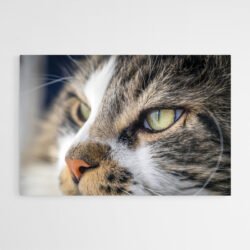 tableau sur toile chat yeux vert.jpg