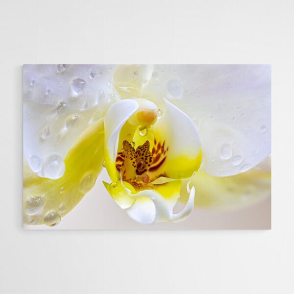 tableau sur toile fleur orchidee.jpg